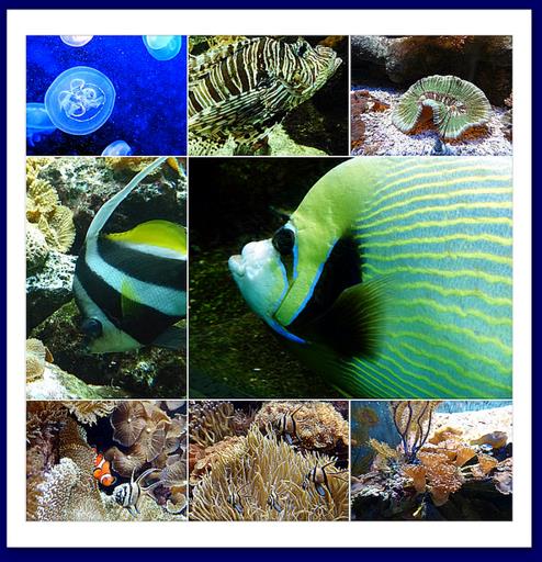 Cliquez pour agrandir l'image