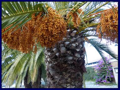 Cliquez pour agrandir l'image