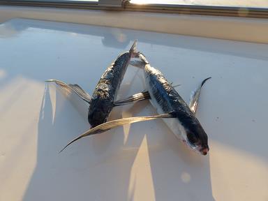 Cliquez pour agrandir l'image