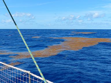 Cliquez pour agrandir l'image