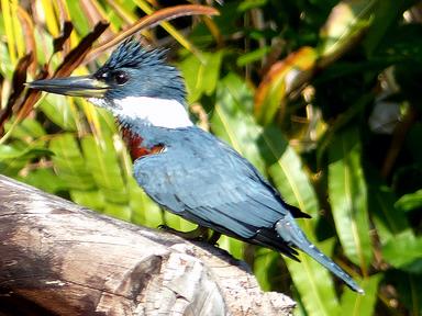 Cliquez pour agrandir l'image