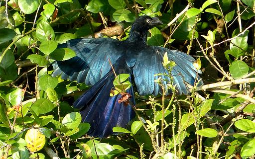 Cliquez pour agrandir l'image