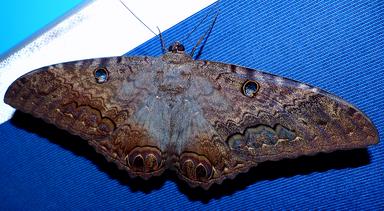 Cliquez pour agrandir l'image