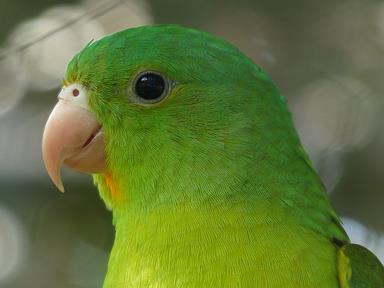 Cliquez pour agrandir l'image