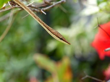 Cliquez pour agrandir l'image