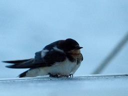 Cliquez pour agrandir l'image