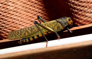 Cliquez pour agrandir l'image