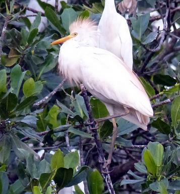 Cliquez pour agrandir l'image