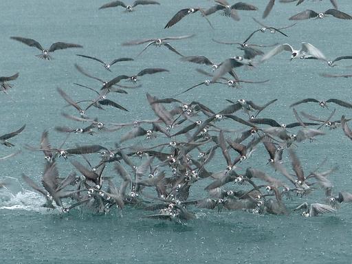 Cliquez pour agrandir l'image