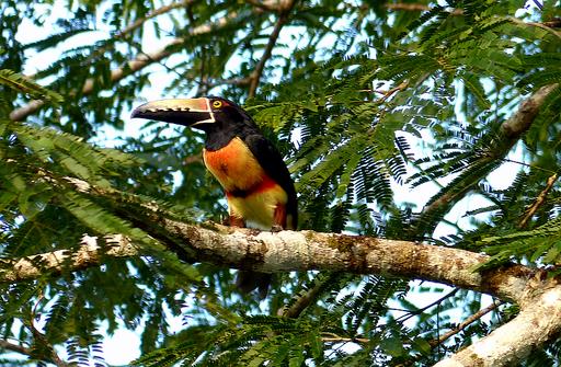 Cliquez pour agrandir l'image