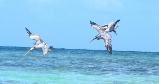 Cliquez pour agrandir l'image