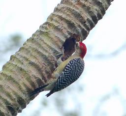 Cliquez pour agrandir l'image