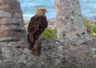 Cliquez pour agrandir l'image