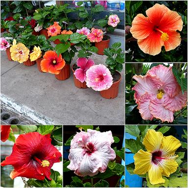 Cliquez pour agrandir l'image