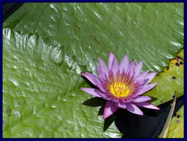 Cliquez pour agrandir l'image