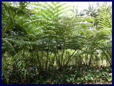 Cliquez pour agrandir l'image