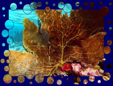 Cliquez pour agrandir l'image