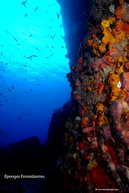 Cliquez pour agrandir l'image