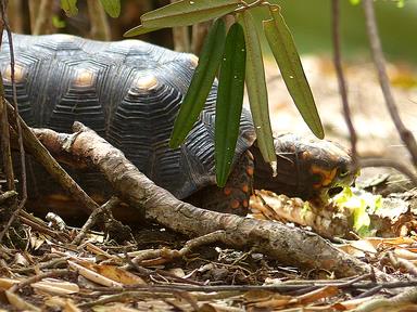 Cliquez pour agrandir l'image