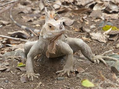 Cliquez pour agrandir l'image