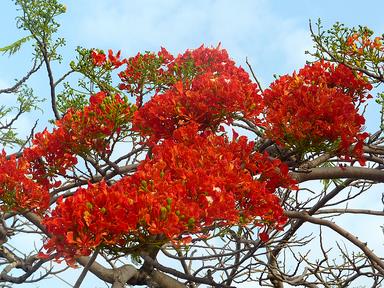 Cliquez pour agrandir l'image