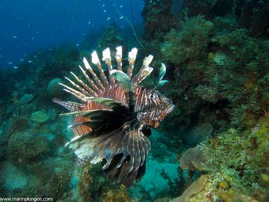 Cliquez pour agrandir l'image