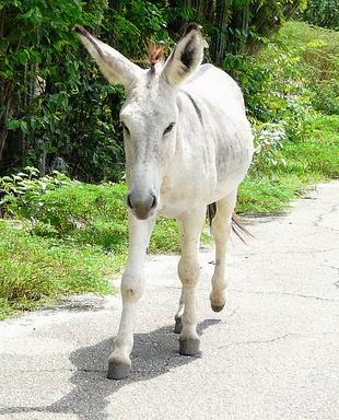 Cliquez pour agrandir l'image