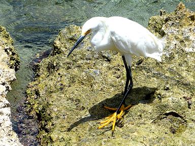 Cliquez pour agrandir l'image