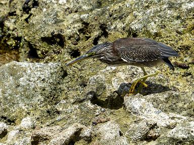 Cliquez pour agrandir l'image