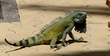 Cliquez pour agrandir l'image