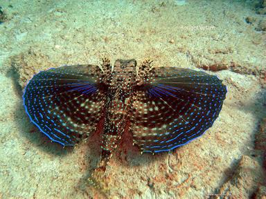 Cliquez pour agrandir l'image