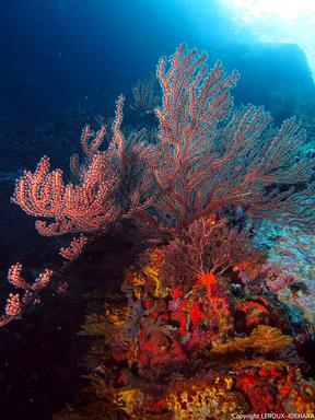 Cliquez pour agrandir l'image