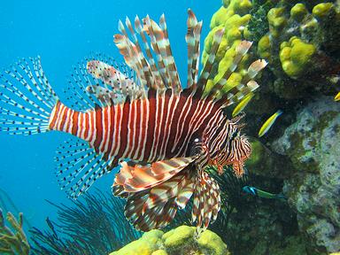 Cliquez pour agrandir l'image