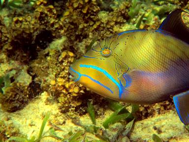 Cliquez pour agrandir l'image