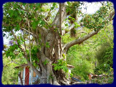 Cliquez pour agrandir l'image