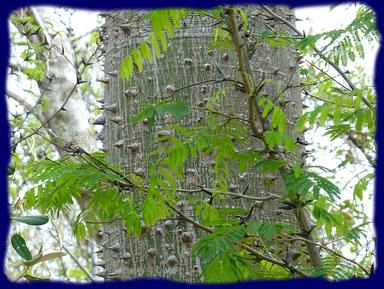 Cliquez pour agrandir l'image Cliquez pour agrandir l'image