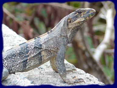 Cliquez pour agrandir l'image