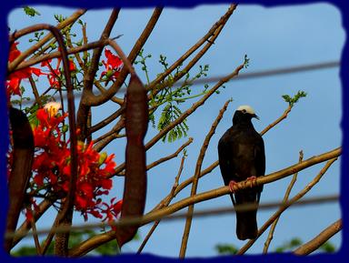 Cliquez pour agrandir l'image