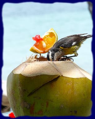 Cliquez pour agrandir l'image Cliquez pour agrandir l'image