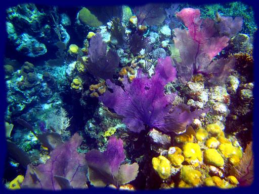 Cliquez pour agrandir l'image