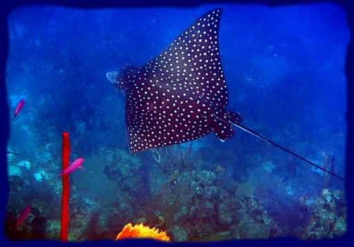 Cliquez pour agrandir l'image