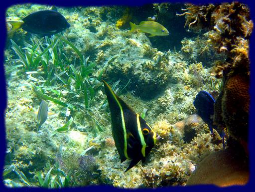 Cliquez pour agrandir l'image