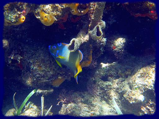 Cliquez pour agrandir l'image