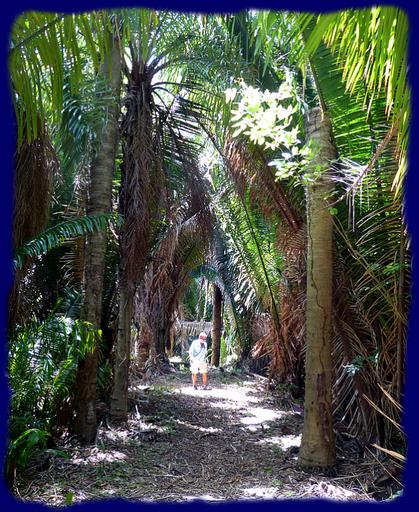 Cliquez pour agrandir l'image