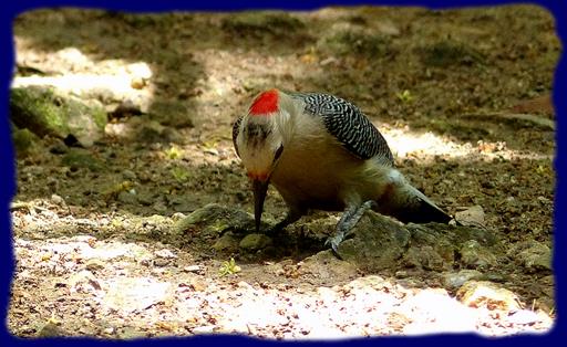 Cliquez pour agrandir l'image