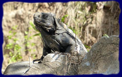 Cliquez pour agrandir l'image