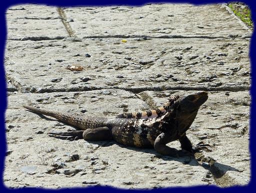 Cliquez pour agrandir l'image