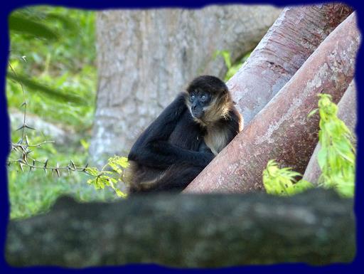 Cliquez pour agrandir l'image