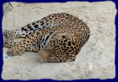 Cliquez pour agrandir l'image