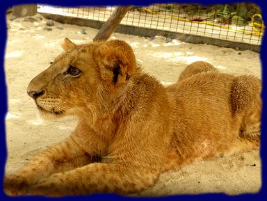 Cliquez pour agrandir l'image